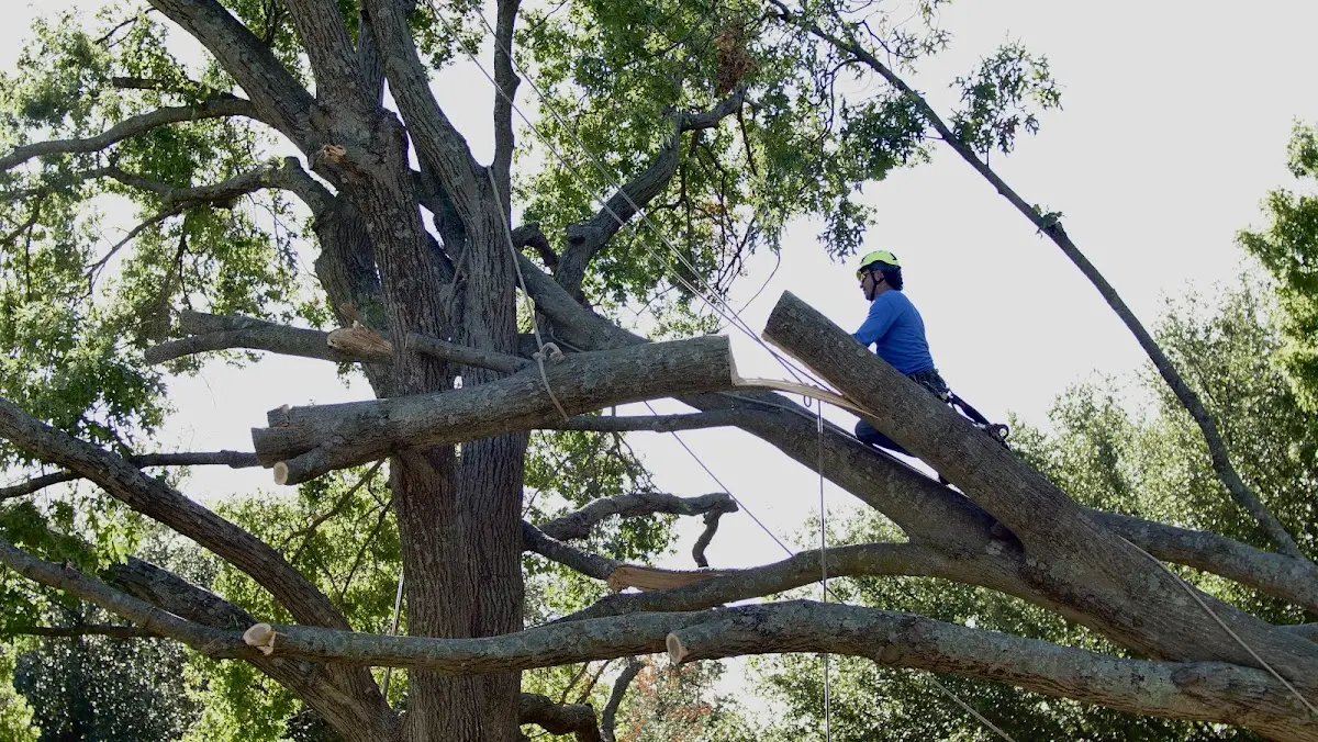 Professional Hazardous Tree Removal performed by certified arborists in Leopold